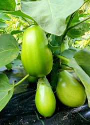 eggplant big green3